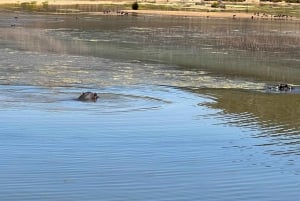 Kapkaupunki: Big 5 yksityinen safari ja viininmaistelu päiväretki