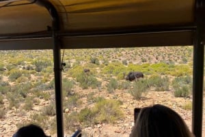 Kapkaupunki: Big 5 yksityinen safari ja viininmaistelu päiväretki