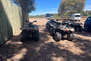 Cape Town: Big 5 Private Safari and Wine Tasting Day Trip