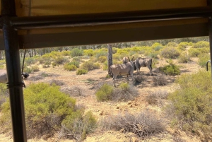 Cape Town: Big 5 Private Safari and Wine Tasting Day Trip