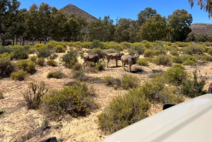 Cape Town: Big 5 Private Safari and Wine Tasting Day Trip