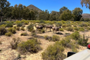 Cape Town: Big 5 Private Safari and Wine Tasting Day Trip