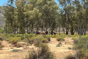 Cape Town: Big 5 Private Safari and Wine Tasting Day Trip