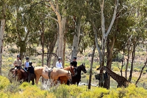 Cape Town: Big 5 Private Safari and Wine Tasting Day Trip