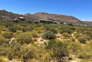 Cape Town: Big 5 Private Safari and Wine Tasting Day Trip