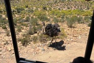 Cape Town: Big 5 Private Safari and Wine Tasting Day Trip