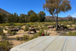 Cape Town: Big 5 Private Safari and Wine Tasting Day Trip