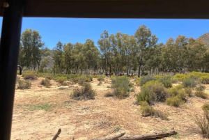 Cape Town: Big 5 Private Safari and Wine Tasting Day Trip