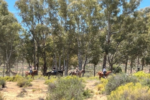 Cape Town: Big 5 Private Safari and Wine Tasting Day Trip