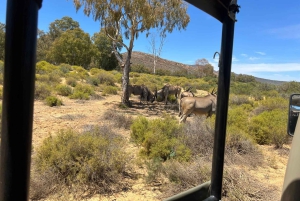 Cape Town: Big 5 Private Safari and Wine Tasting Day Trip