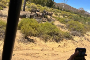 Cape Town: Big 5 Private Safari and Wine Tasting Day Trip