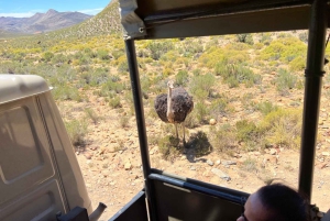 Cape Town: Big 5 Private Safari and Wine Tasting Day Trip