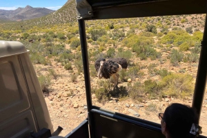 Cape Town: Big 5 Private Safari and Wine Tasting Day Trip