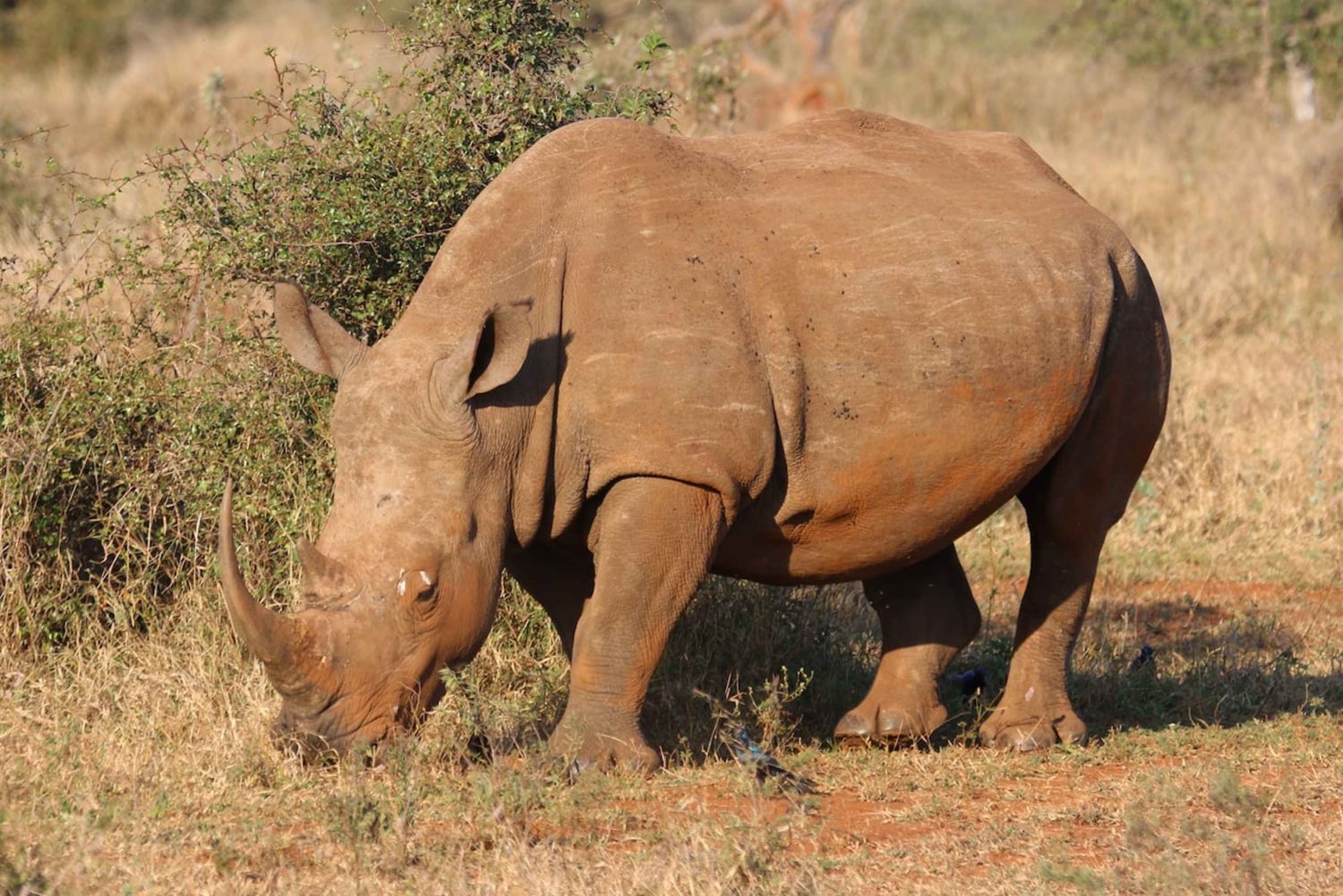Kapstaden Big 5 Safari dagstur med upphämtning från hotell och GameDrive