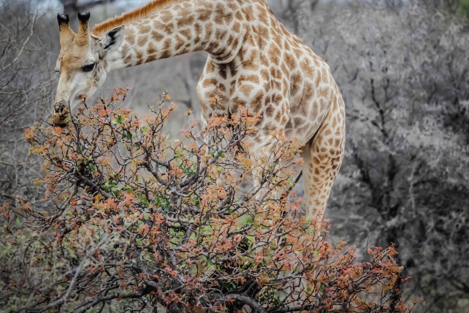 Kapstaden Big 5 Safari dagstur med upphämtning från hotell och GameDrive