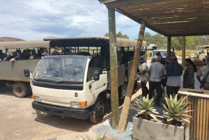 Kapstaden Big 5 Safari dagstur med upphämtning från hotell och GameDrive