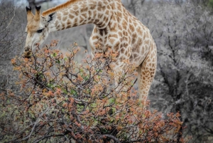 Kapstaden Big 5 Safari dagstur med upphämtning från hotell och GameDrive