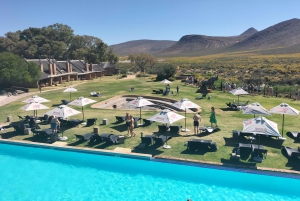 Kapstaden Big 5 Safari dagstur med upphämtning från hotell och GameDrive