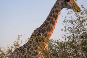Kapstaden Big 5 Safari dagstur med upphämtning från hotell och GameDrive
