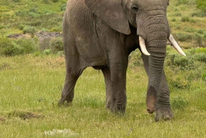 Kapstaden Big 5 Safari dagstur med upphämtning från hotell och GameDrive