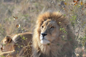 Kapstaden Big 5 Safari dagstur med upphämtning från hotell och GameDrive