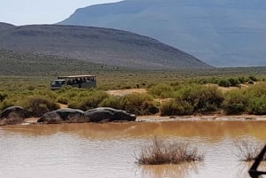 Cape Town: Big Five Game Reserve Safari with Lunch