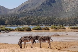 Cape Town: Big Five Game Reserve Safari with Lunch