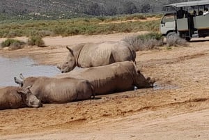 Cape Town: Big Five Game Reserve Safari with Lunch