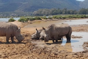 Cape Town: Big Five Game Reserve Safari with Lunch