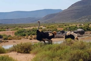 Cape Town: Big Five Game Reserve Safari with Lunch