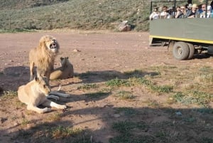 Le Cap : Safari dans la réserve de Big Five avec déjeuner