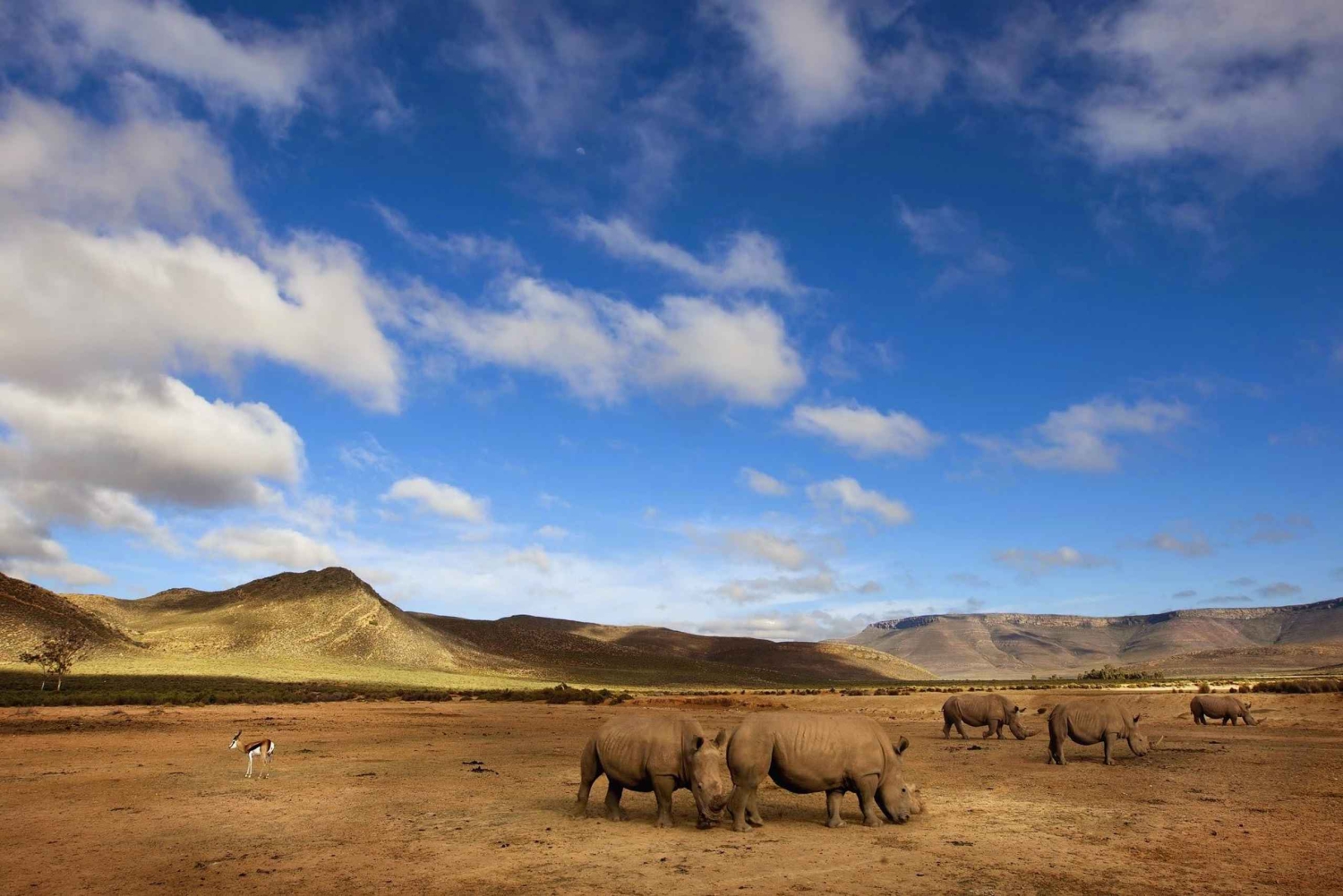 Кейптаун: Сафари Большой Пятерки и однодневная экскурсия в долину реки Бриде