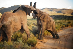 Кейптаун: Сафари Большой Пятерки и однодневная экскурсия в долину реки Бриде