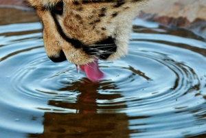 Кейптаун: Сафари Большой Пятерки и однодневная экскурсия в долину реки Бриде