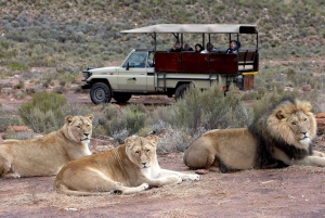 Cape Town: Aquila Big Five Safari with Transfers