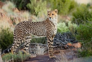 Cape Town: Aquila Big Five Safari with Transfers