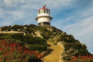 Cape Town: Boulders Beach & Cape Point heldag med måltider