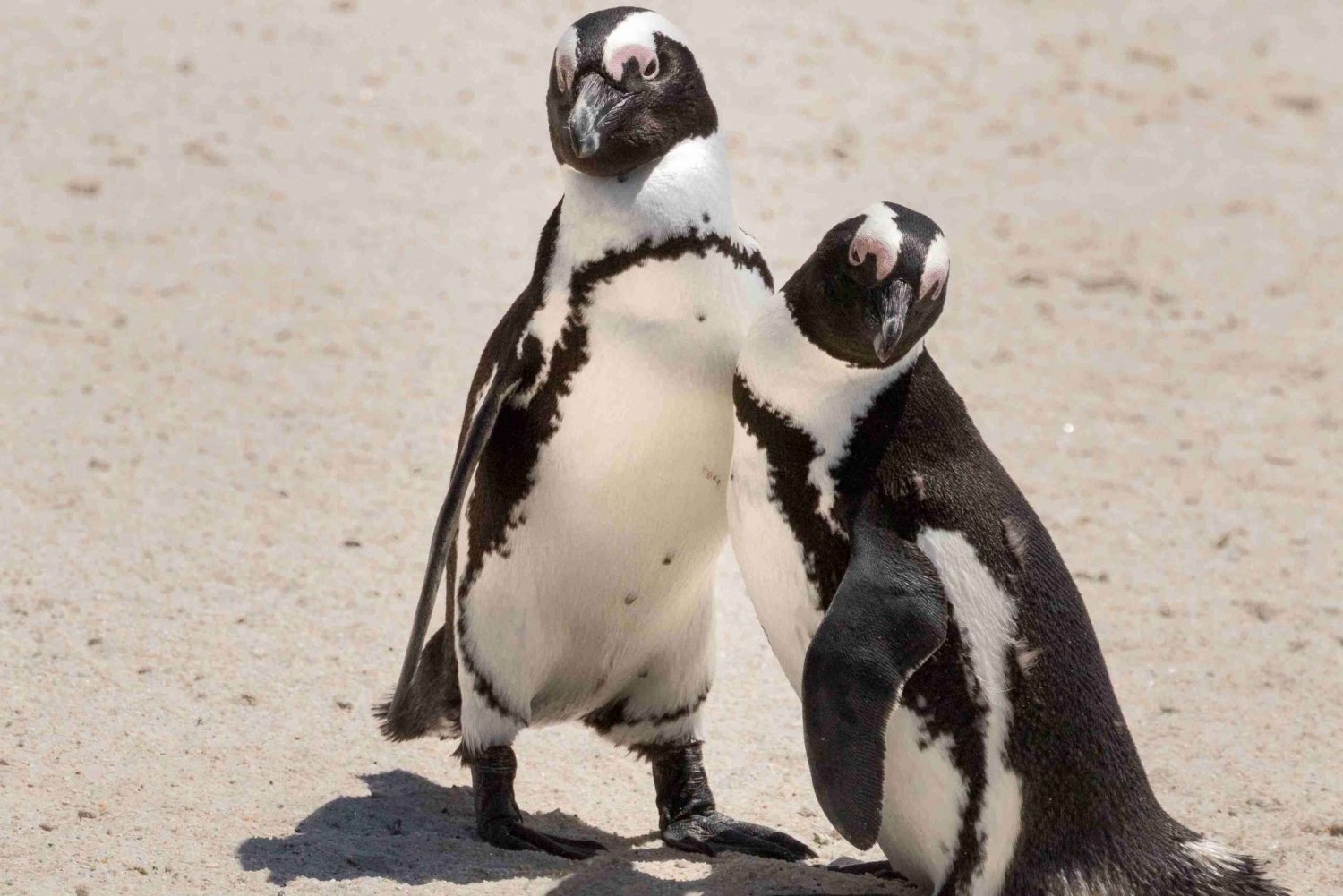 Kapstadt: Boulders Beach Pinguinbeobachtungstour Halbtagestour