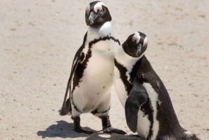 Città del Capo: Tour di mezza giornata per l'osservazione dei pinguini a Boulders Beach