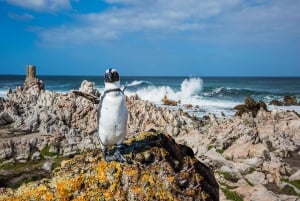 Città del Capo: Tour di mezza giornata per l'osservazione dei pinguini a Boulders Beach
