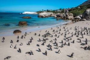 Città del Capo: Tour di mezza giornata per l'osservazione dei pinguini a Boulders Beach