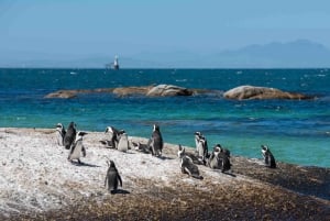 Città del Capo: Tour di mezza giornata per l'osservazione dei pinguini a Boulders Beach