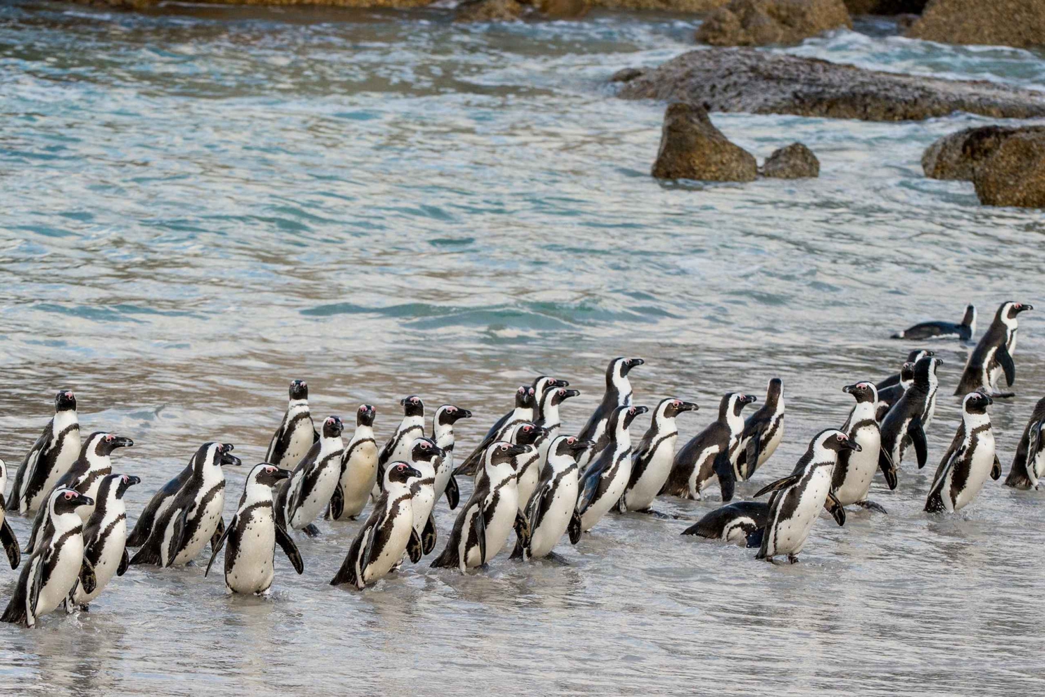 Cape Town: Boulders Penguin Colony forhåndsbestilt inngangsbillett