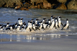 Kaapstad: Boulders Penguin Colony vooraf geboekt toegangsbewijs