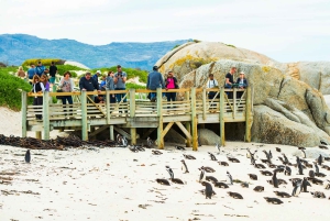 Kaapstad: Boulders Penguin Colony vooraf geboekt toegangsbewijs