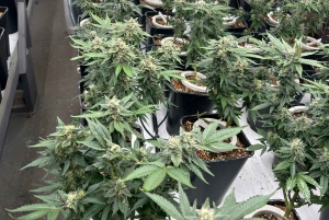 Cape Town: Cannabis- og vintur med smaking