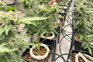 Cape Town: Cannabis- og vintur med smaking