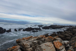 Cape Town: Cape Aghullas Van Tour with Hotel Pickup