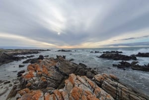 Cape Town: Cape Aghullas Van Tour med hotellhenting