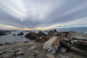 Kapstadt: Cape Aghullas Van Tour mit Abholung vom Hotel